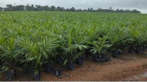EN – Positive Chronicle of Socfin Agricultural Company Sierra Leone